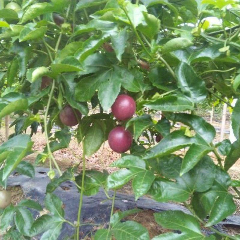 百香果苗30~50cm