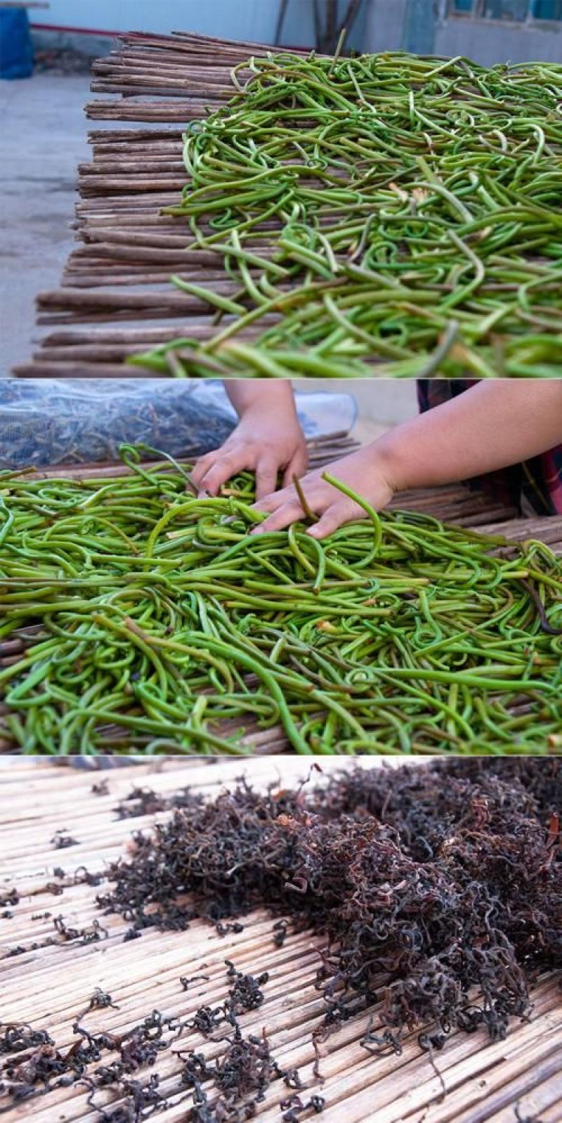 薇菜山野菜