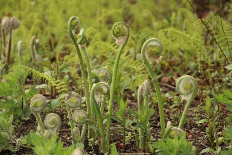 薇菜山野菜