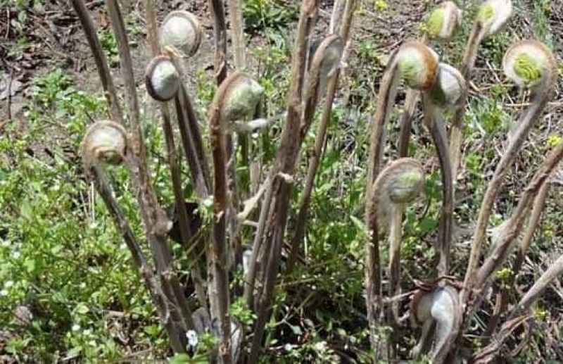 薇菜山野菜
