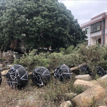 天竺桂米径10分截杆苗