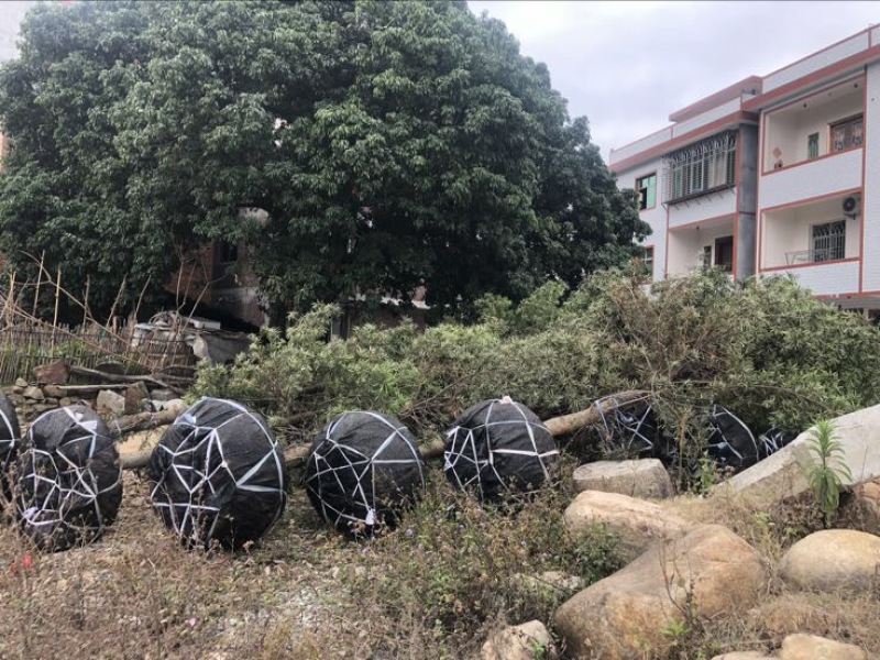 天竺桂米径10分截杆苗