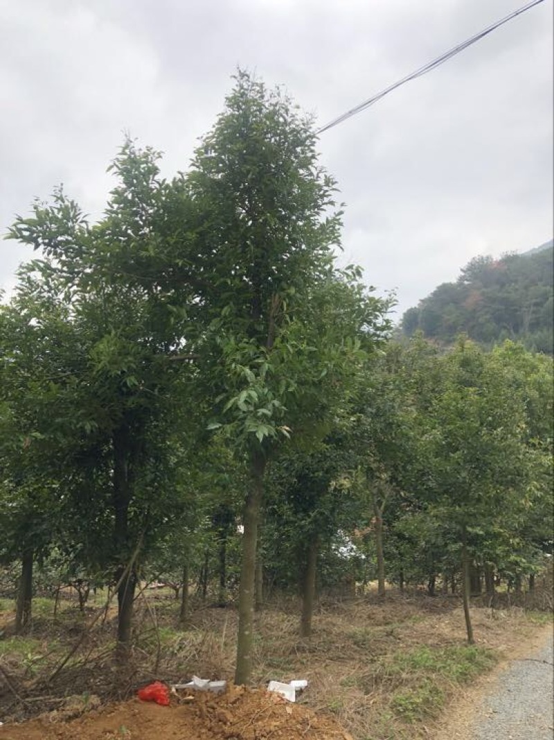 天竺桂米径10分截杆苗