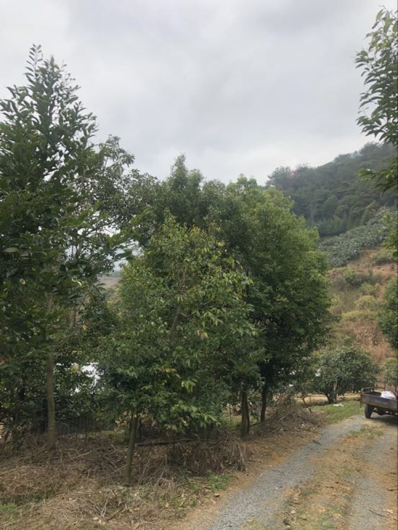 天竺桂米径10分截杆苗