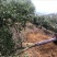 天竺桂米径10分截杆苗