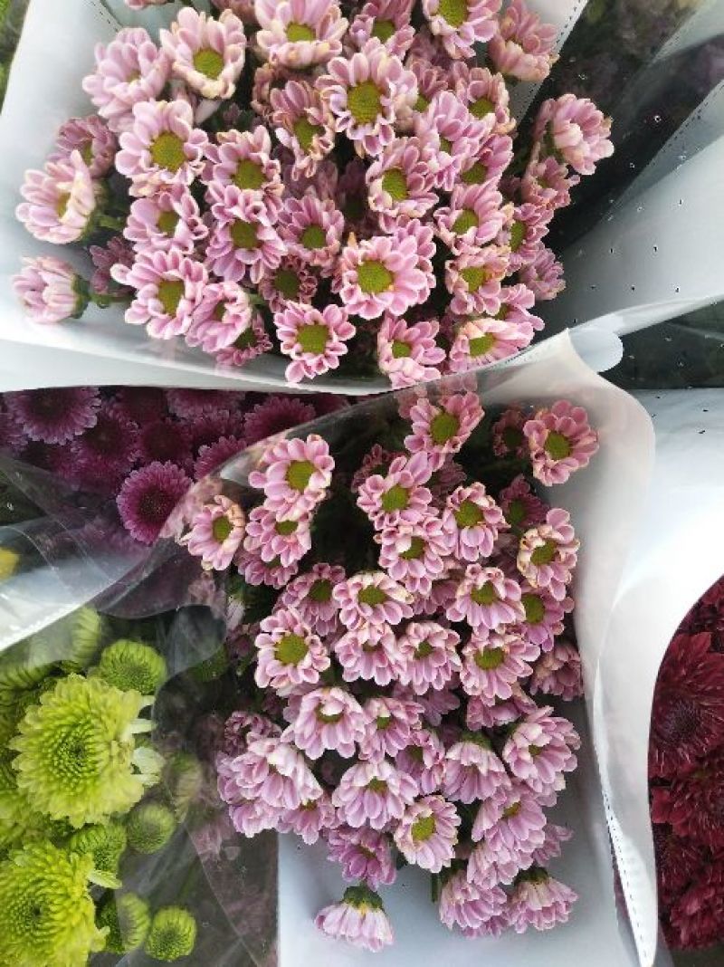 菊花
