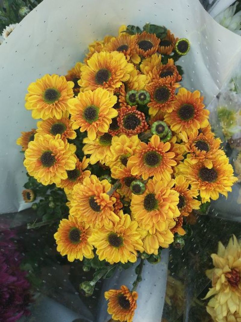 菊花