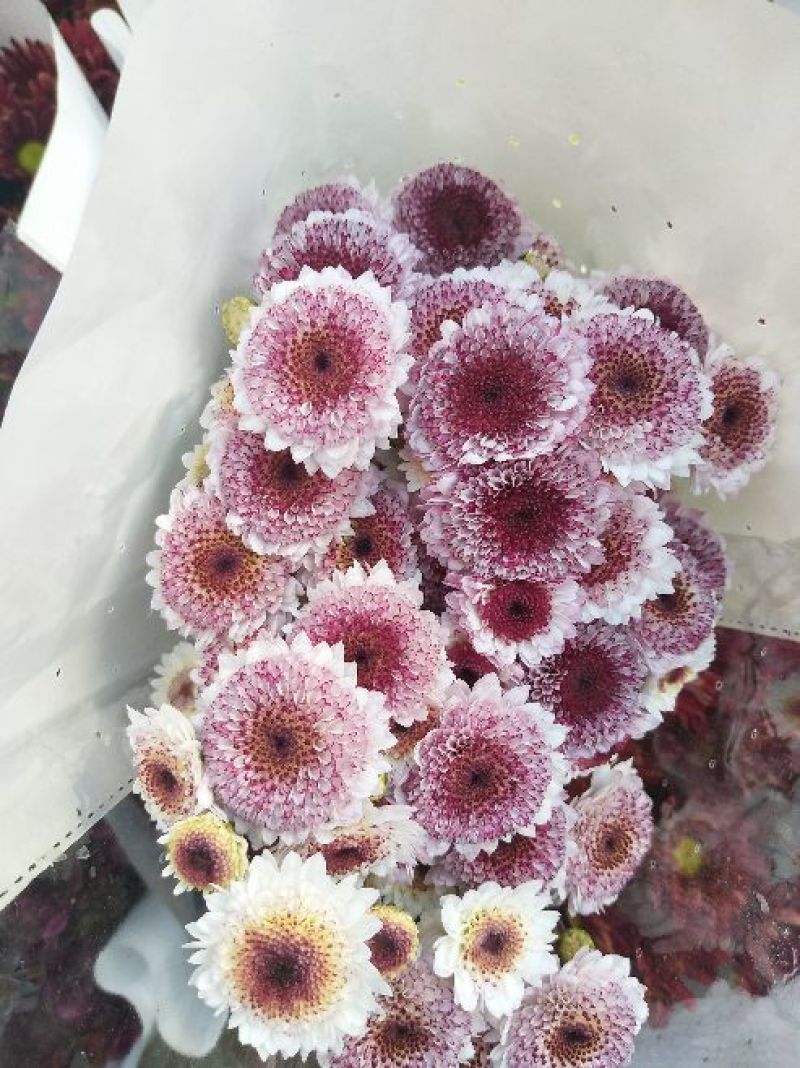 菊花