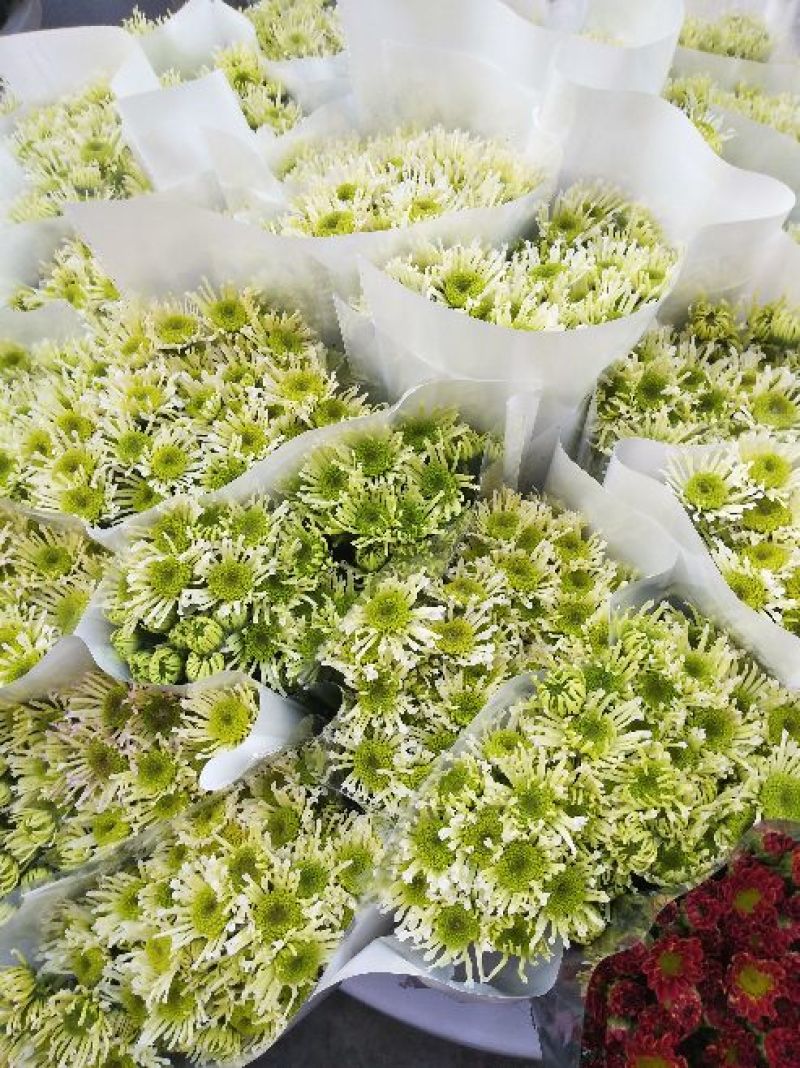 菊花