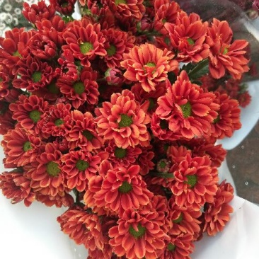 菊花