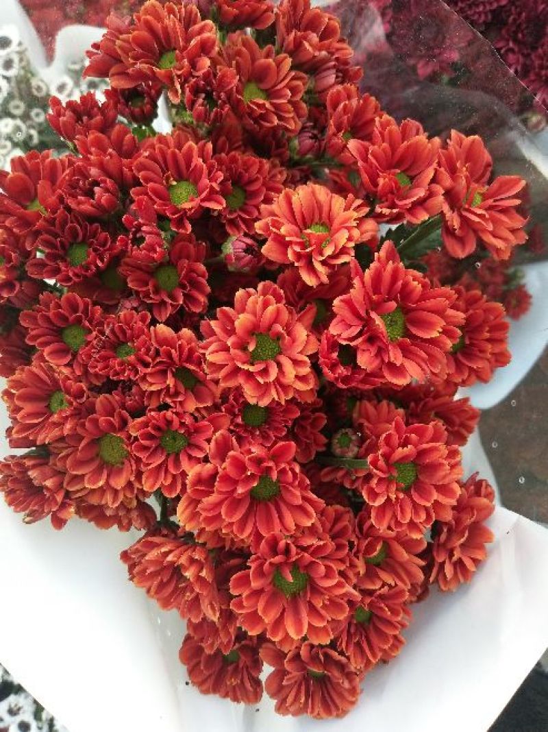 菊花
