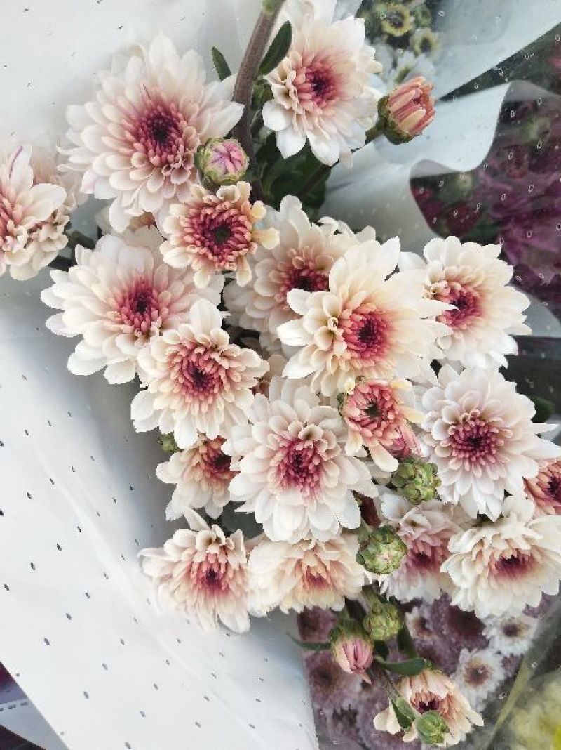 菊花