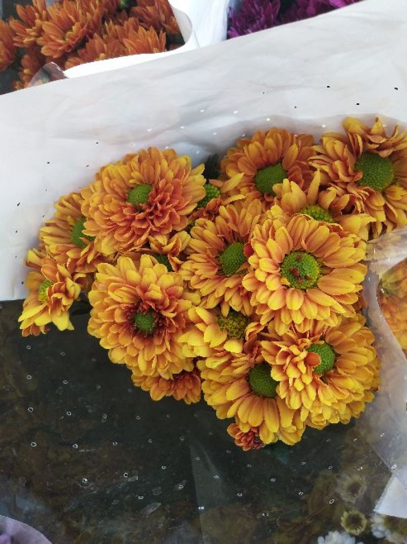 菊花