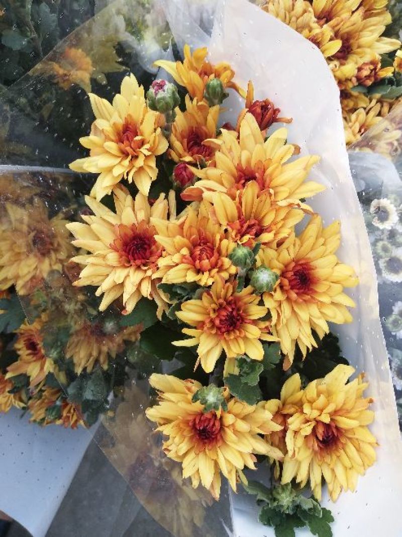 菊花