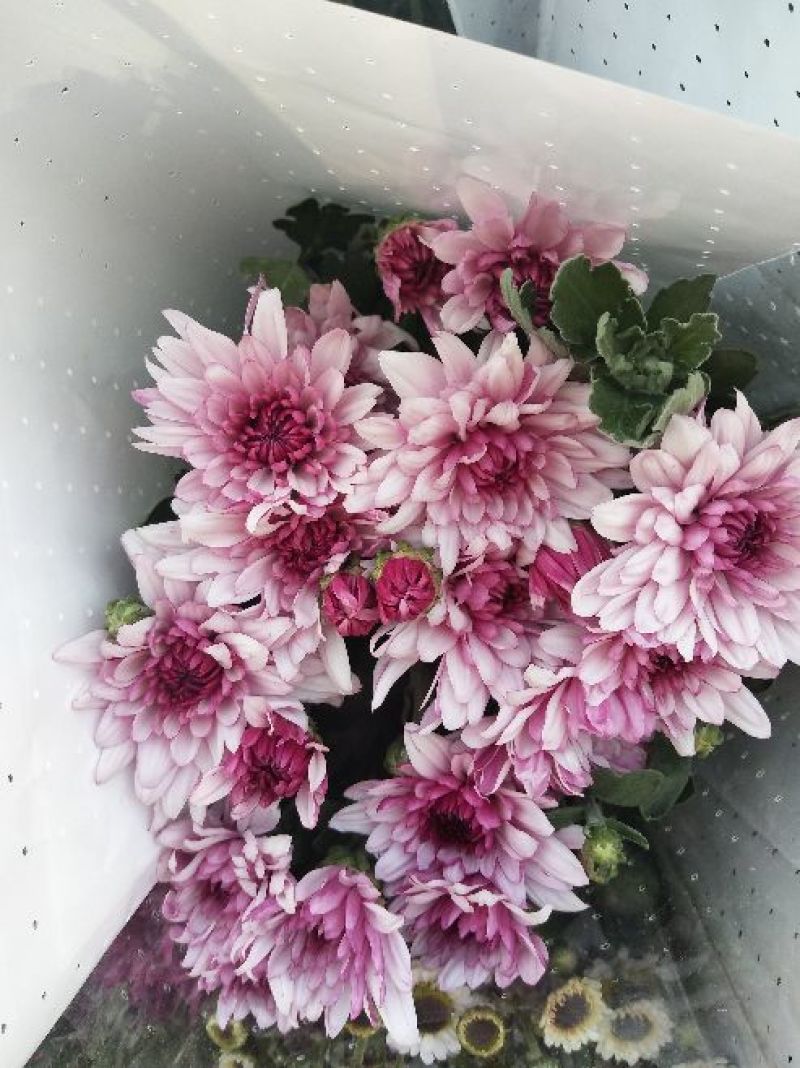 菊花