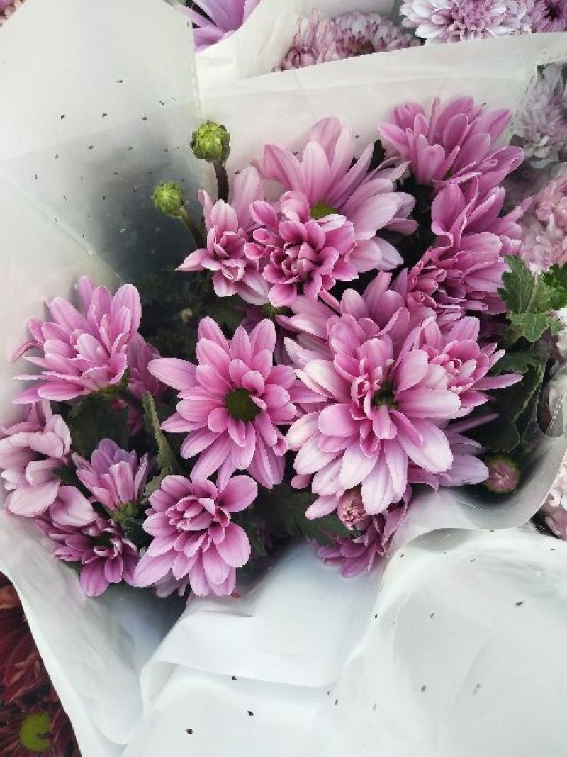 菊花