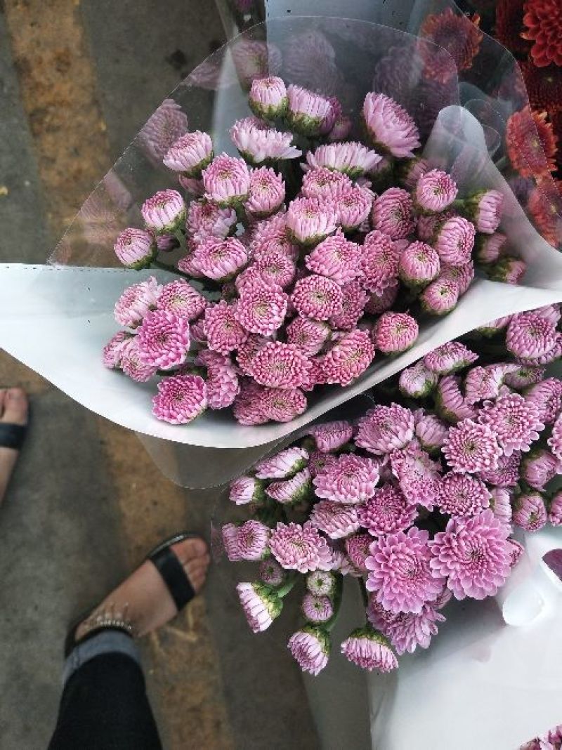 菊花