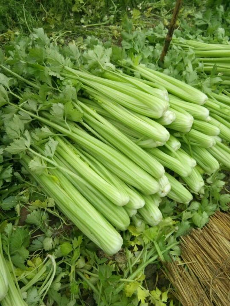 河北永年大量供应芹菜，60公分左右，颜色鲜亮，口感好。