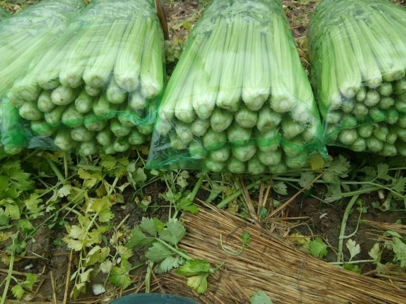 河北永年大量供应芹菜，60公分左右，颜色鲜亮，口感好。