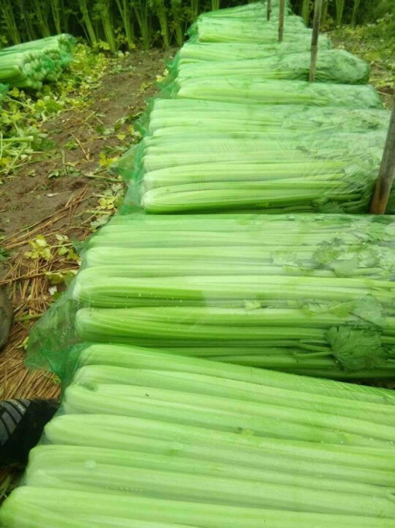 河北永年大量供应芹菜，60公分左右，颜色鲜亮，口感好。