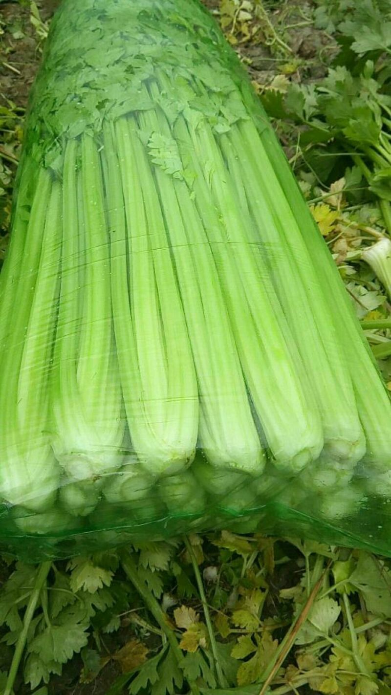 河北永年大量供应芹菜，60公分左右，颜色鲜亮，口感好。