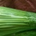 河北永年大量供应芹菜，60公分左右，颜色鲜亮，口感好。