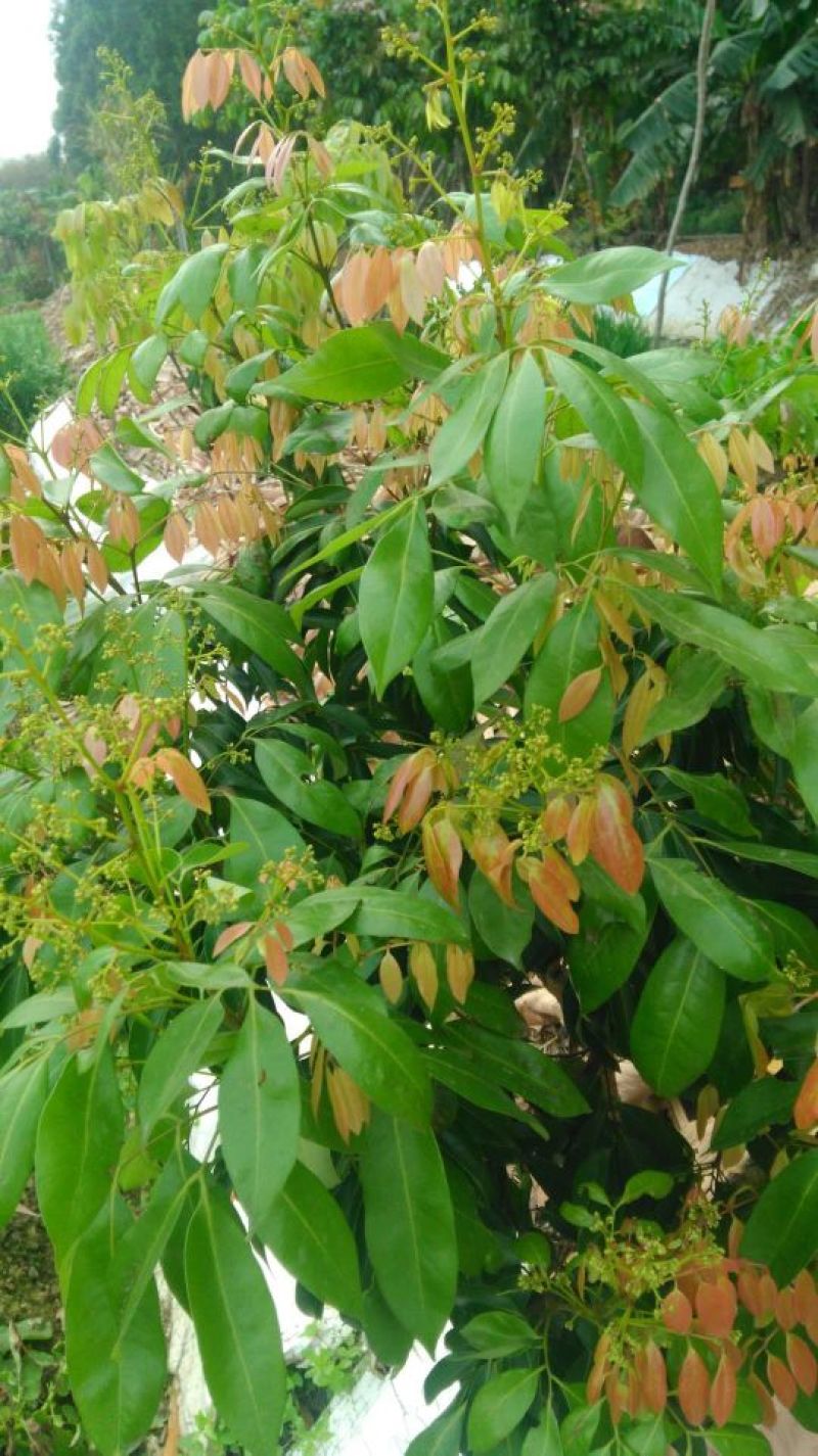 无核荔枝苗50~80cm