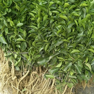 沙糖桔苗30~50cm