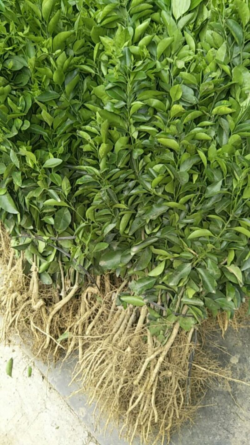 沙糖桔苗30~50cm