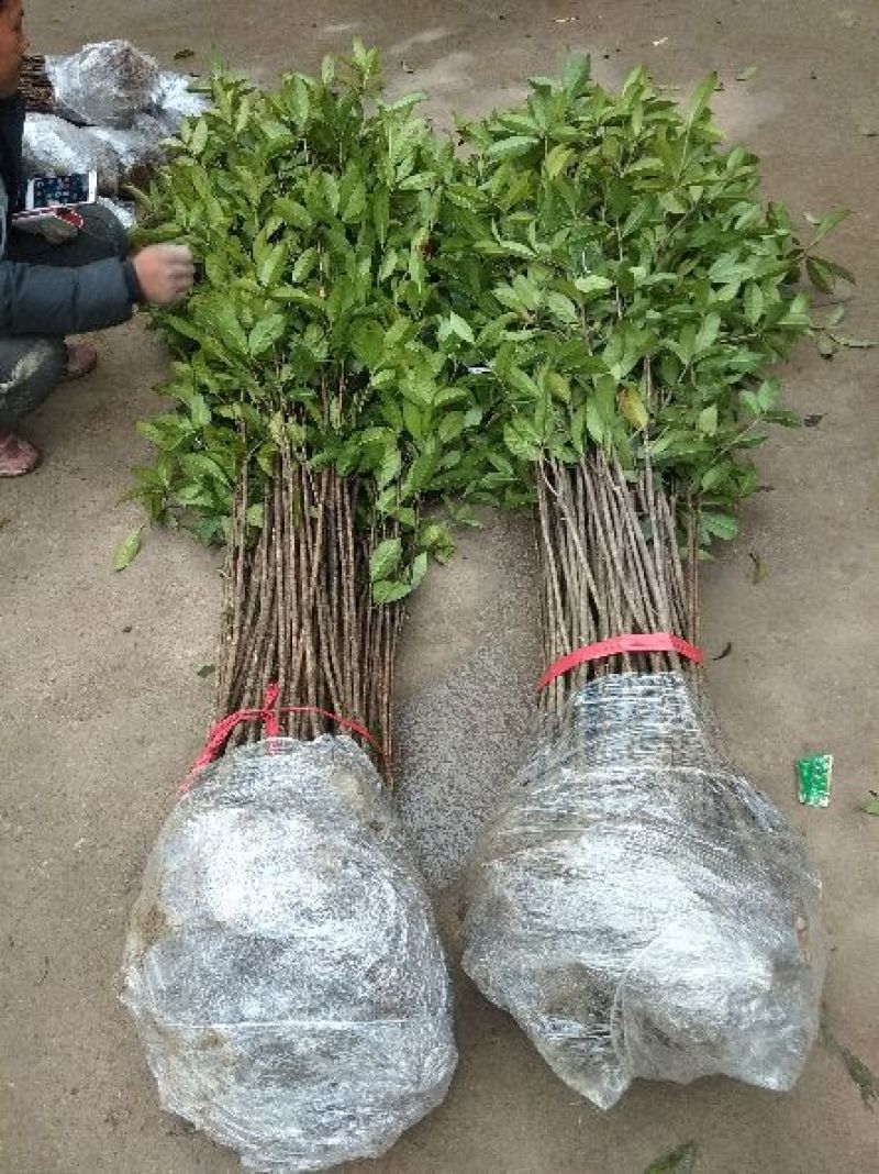 状元红桂花苗80~120cm，朱砂桂花树苗，红花丹桂