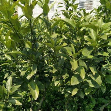 沃柑苗30~50cm