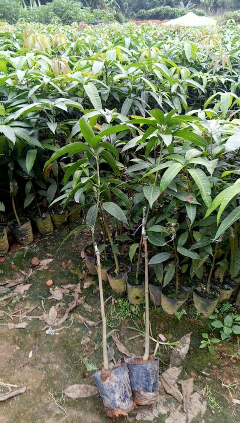 【牛】精品种苗嫁接穗条金煌芒果枝条基地直供