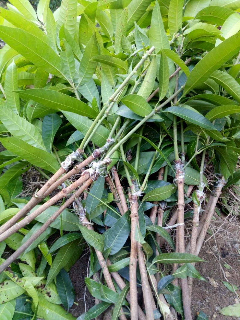 【牛】精品种苗嫁接穗条金煌芒果枝条基地直供