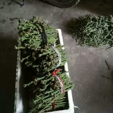 【牛】精品种苗嫁接穗条金煌芒果枝条基地直供