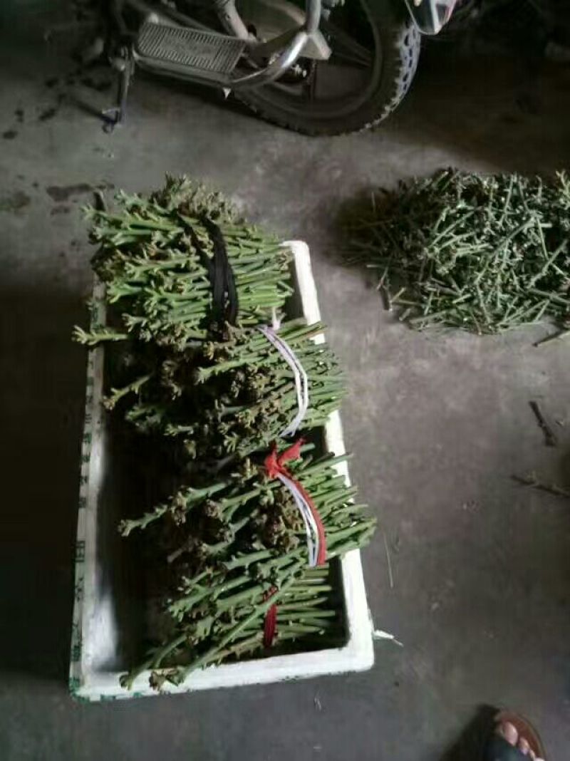 【牛】精品种苗嫁接穗条金煌芒果枝条基地直供