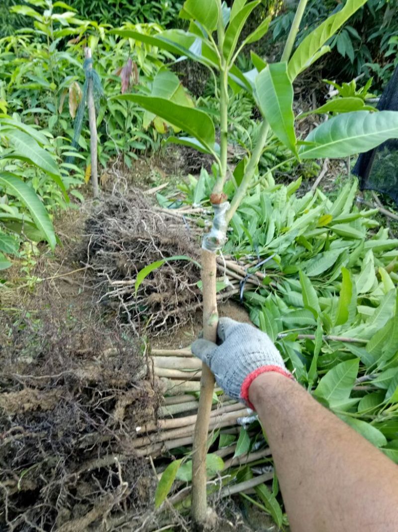 【牛】精品种苗嫁接穗条金煌芒果枝条基地直供
