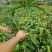 【牛】精品种苗嫁接穗条金煌芒果枝条基地直供