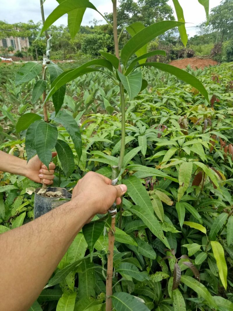 【牛】精品种苗嫁接穗条金煌芒果枝条基地直供
