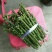 【牛】精品种苗嫁接穗条金煌芒果枝条基地直供