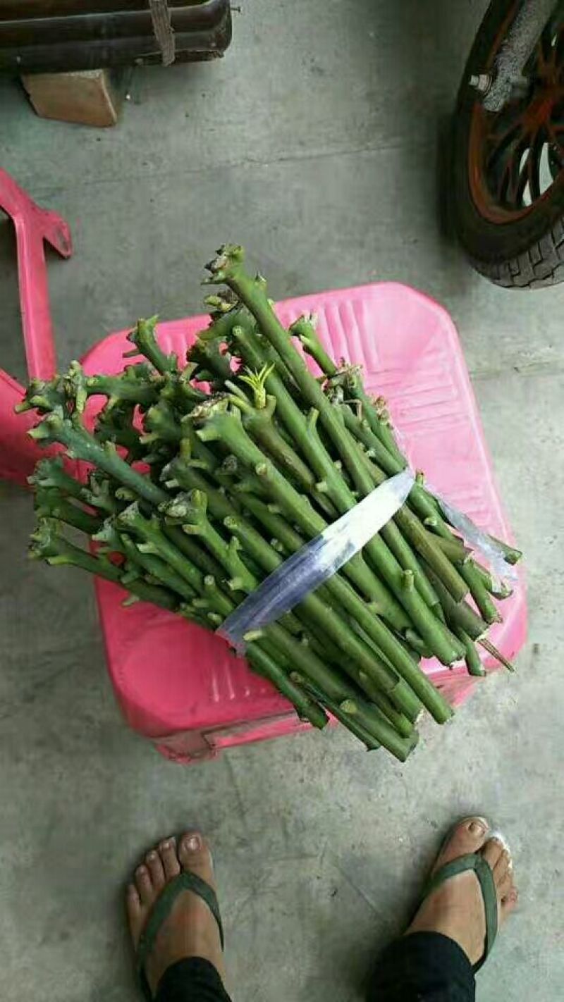 【牛】精品种苗嫁接穗条金煌芒果枝条基地直供