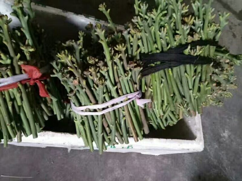 【牛】精品种苗嫁接穗条金煌芒果枝条基地直供