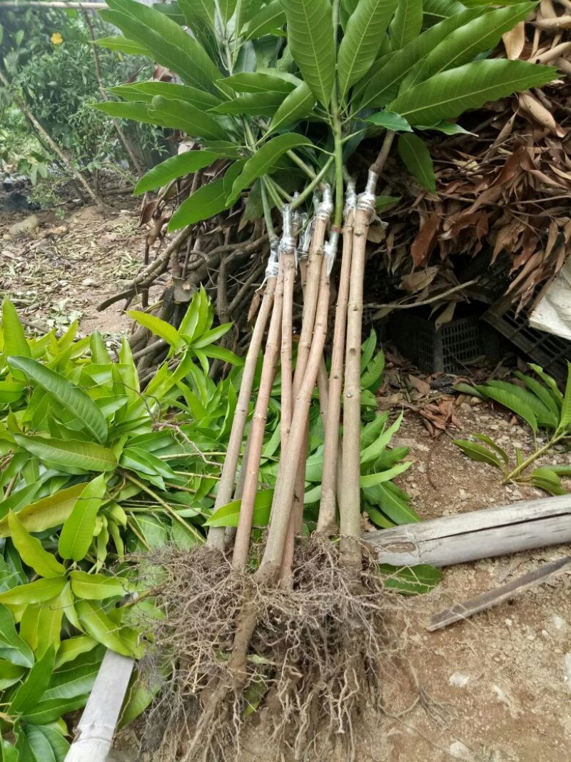 【牛】精品种苗嫁接穗条金煌芒果枝条基地直供