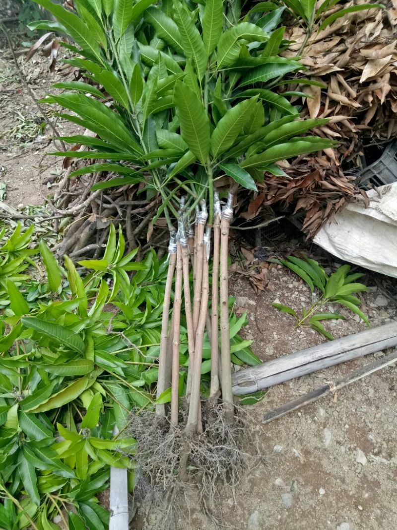 【牛】精品种苗嫁接穗条金煌芒果枝条基地直供