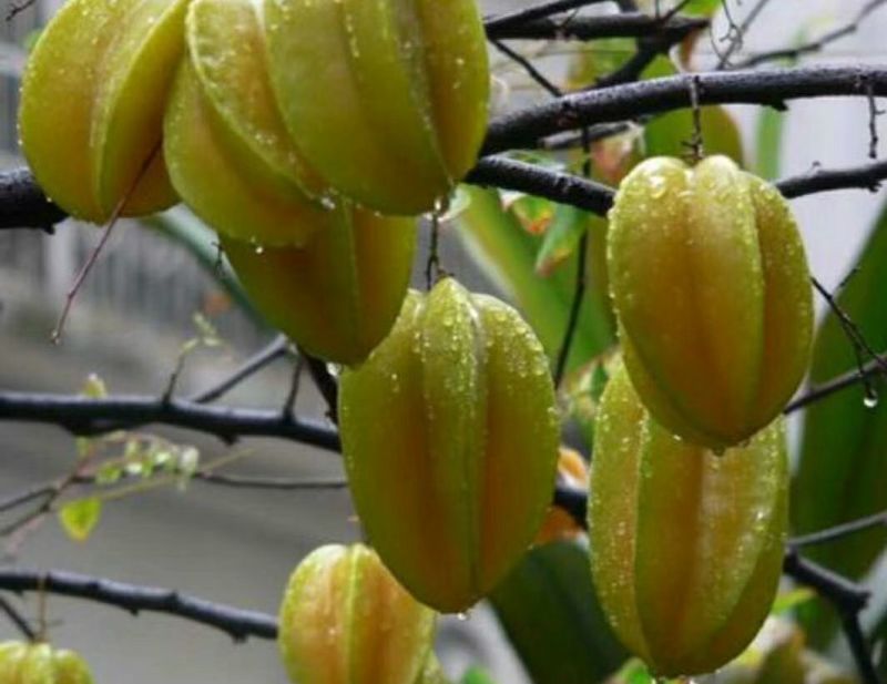 四季甜杨桃苗，多季开花结果品种，纯正水果，采摘园的首先