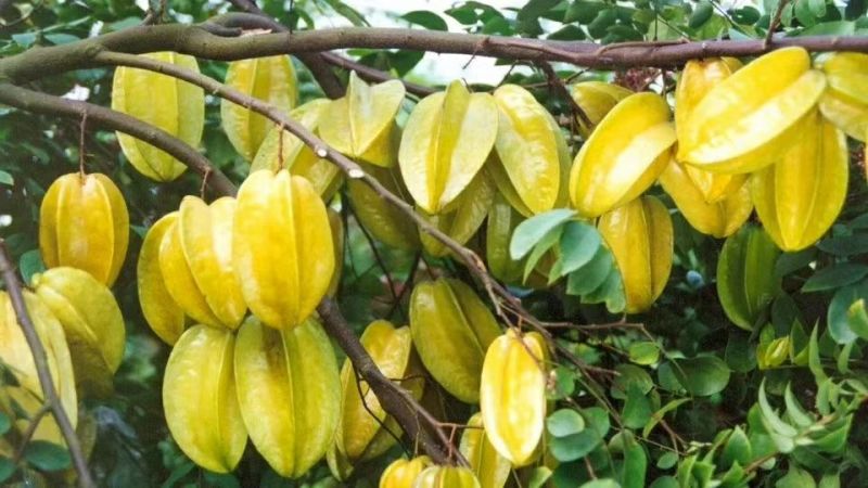 四季甜杨桃苗，多季开花结果品种，纯正水果，采摘园的首先