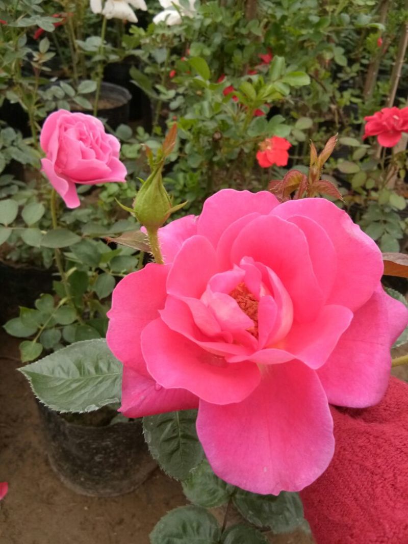 欧洲月季30~40cm