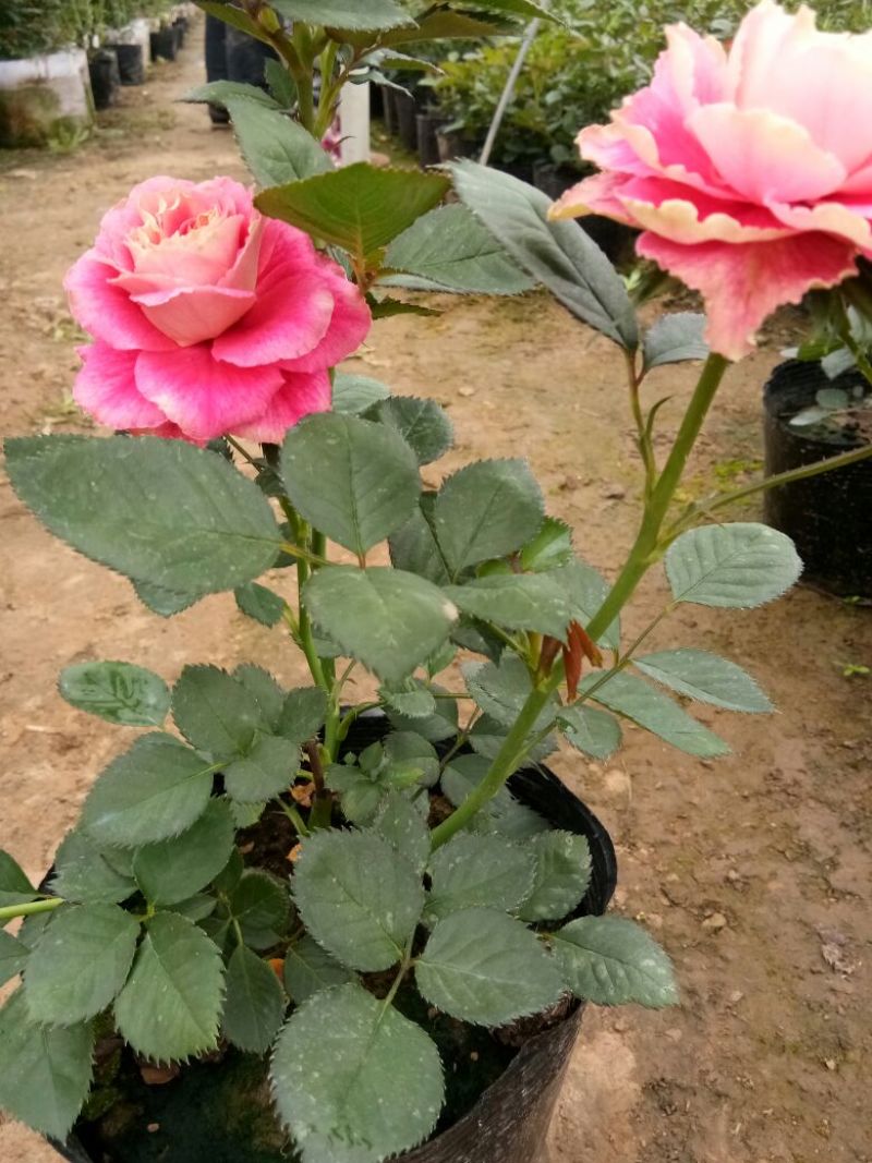 欧洲月季30~40cm