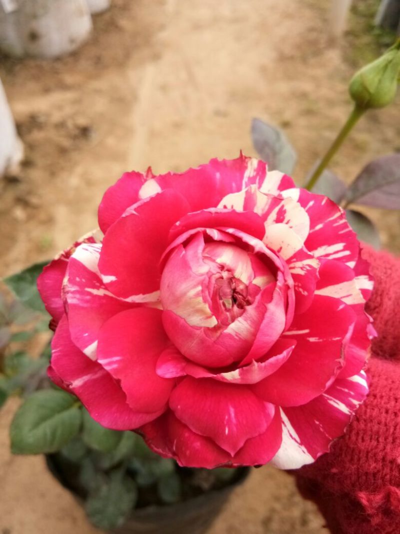 欧洲月季30~40cm