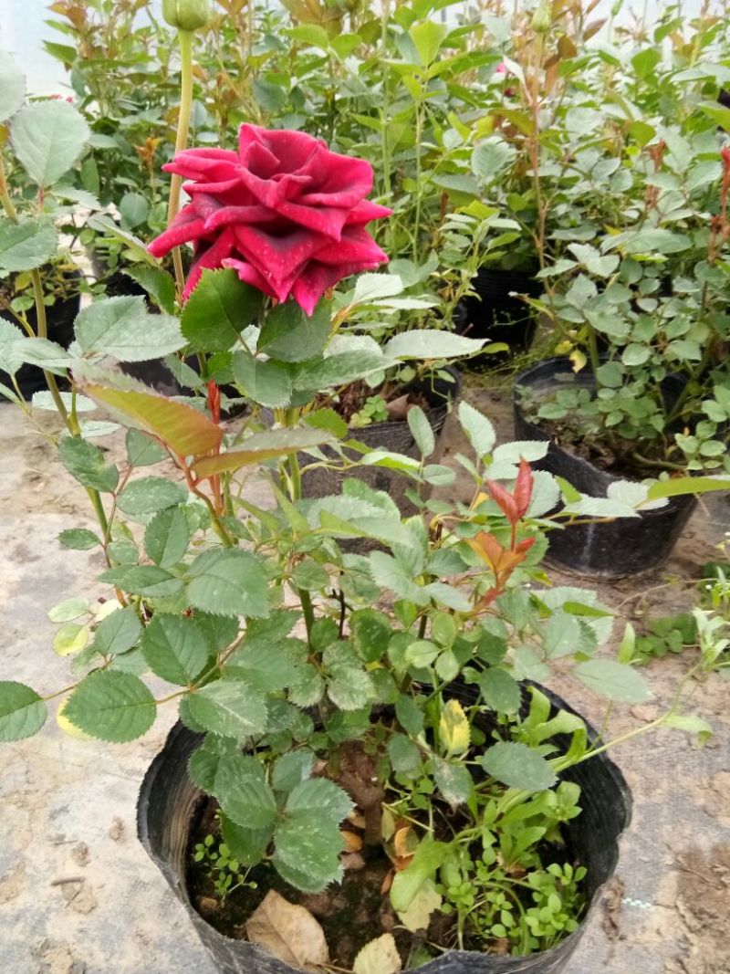 欧洲月季30~40cm