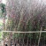 桃树苗40~50cm